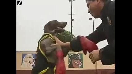 Ченгета учат куче да се боксира!