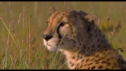 African Cats - Sita Has a Secret