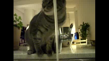 Cat ( ( funny and cute ) )