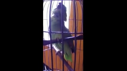 Папагал имитира перфектно бебешки плач