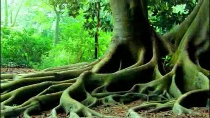 Tarzan