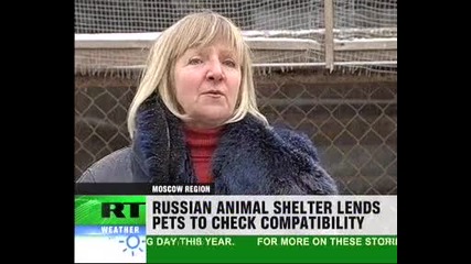 Животът на кучетата! 