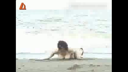 Луда баба на плажа
