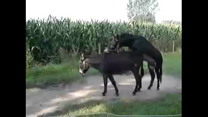 Lubov mejdu magareta