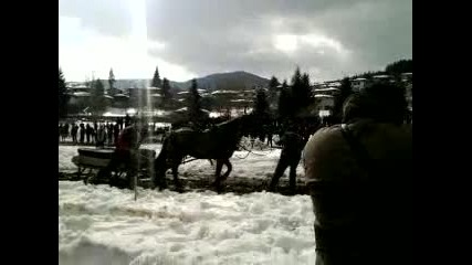 Тигър - Копривщица 2012