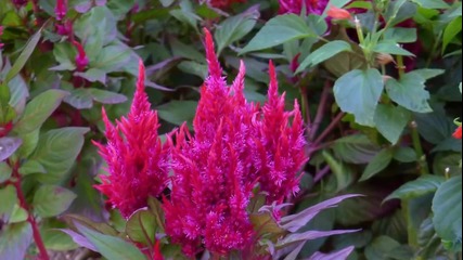 Ernesto Cortazar - Thanks To Life - Flowers For You