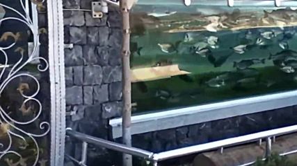 Ограда - аквариум в Турция