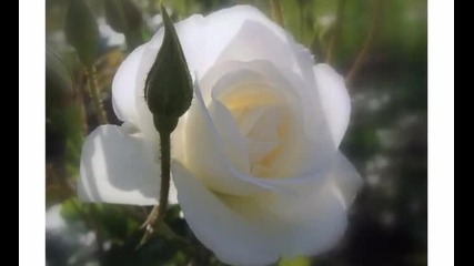 Белая роза /превод/ 