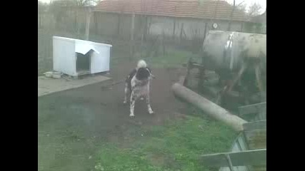 Sali.mp4