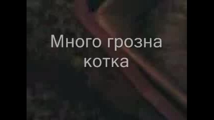 Тъпата Котка На Wenni