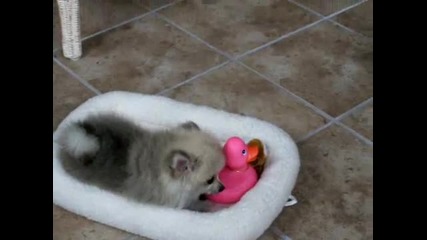 Pomeranians - Малко пухкаво сладурче...