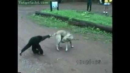 Примат се закача с куче