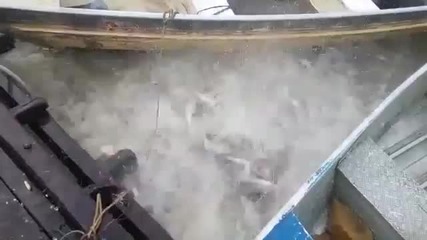 Бразилски рибари хранят пирани