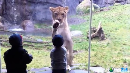 Лъв срещу малко дете
