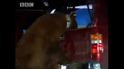 The Artful Dodger - Bear Crime - Bbc Animals