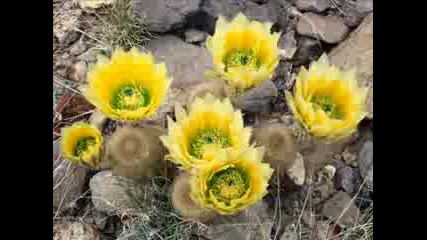 Colors Of Nature - Spring Continues