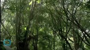 The Amazon Trees That Do Most to Slow Global Warming