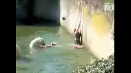 спасяване на жена която е паднала при белите мечки във зоопарк