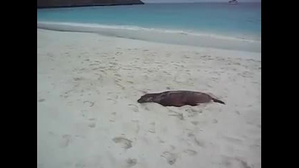 Малък морски лъв изморен на плажа