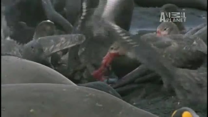 Раждането на Морския Слон 