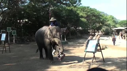 Удивително Слон Които Може Да Рисува