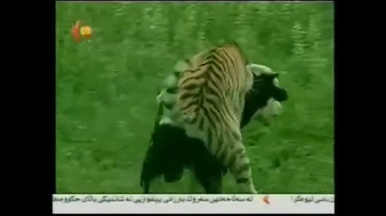 Тигър напада бик и 