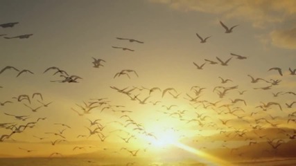 Coming of the light Hd