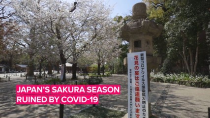 Japan's having to watch sakura season pass them by & it sucks!