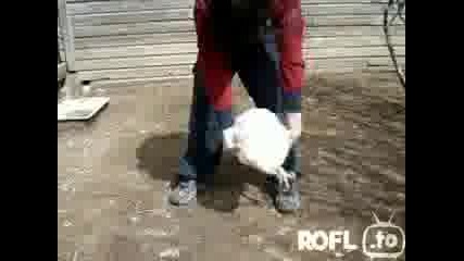 Ето как да приспите кокошка ! 