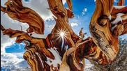 Ancient Bristlecone Pine Forest