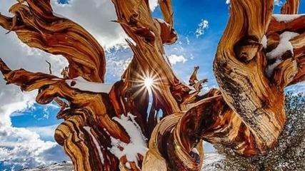 Ancient Bristlecone Pine Forest