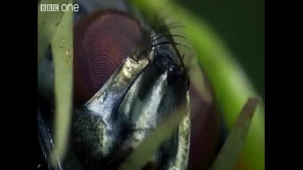 Растение което се храни с мухи 