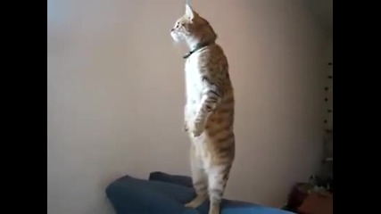 Котка седи изправена на 2 крака !!! Смях