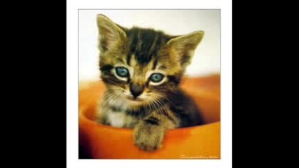 Cute Cats