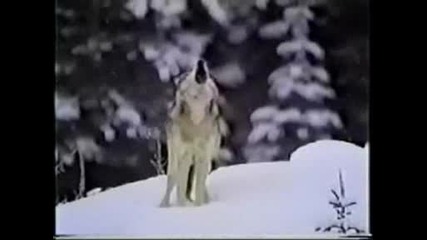 Wolves In The End.avi