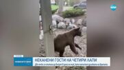 Хванаха мечката, която се разхождаше из Габровско