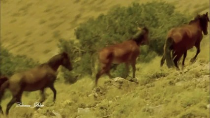 Leo Rojas - Celeste