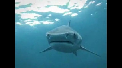 Акула се усмихва