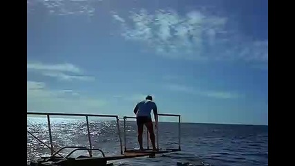 Great White Shark Eats Tuna