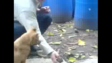 Послушно Кученце
