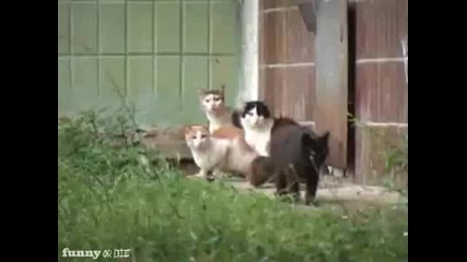 Руски плъх срещу 5 котки 