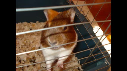 Morsko Svin$e.wmv