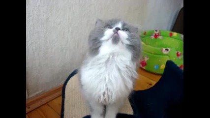 сладко коте