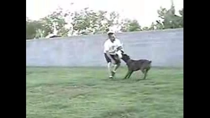 Cane Corso