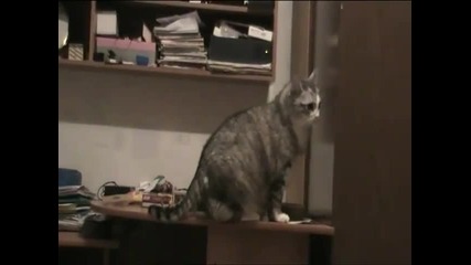 най - най дебелото коте
