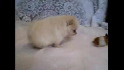 Tiny Pomeranian Male puppy (hq) 