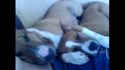 Две Прегърнати Кучета Спят