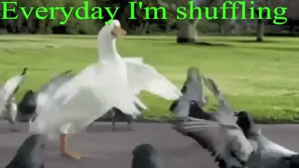 Everyday I'm Shuffling - Goose