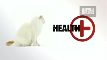 Cat American Curl