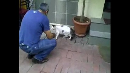 Улична котка унижава ротвайлер!